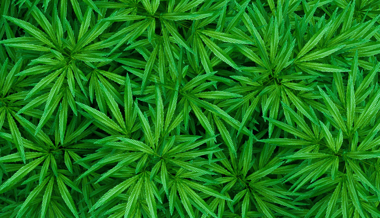 grüne Cannabis Pflanze 