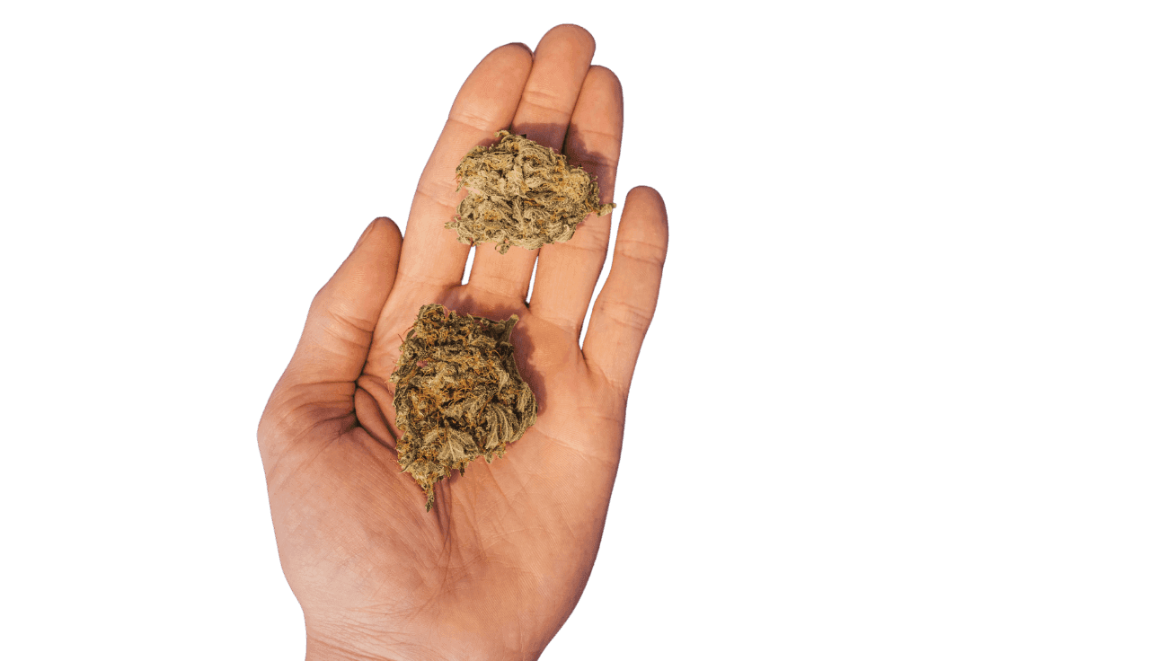 Hand hält 2 Cannabis Blüten